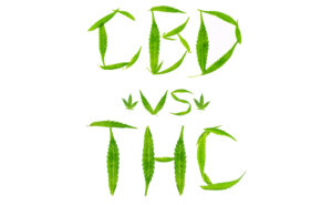 THC and CBD Difference