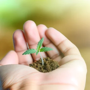 Cannabis Seedling